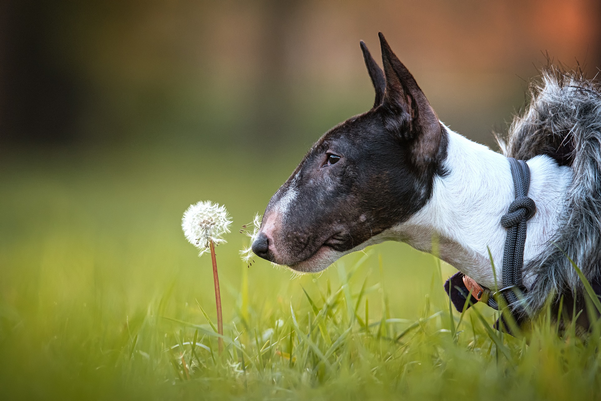 Bull Terrier Inglês: confira tudo sobre essa raça