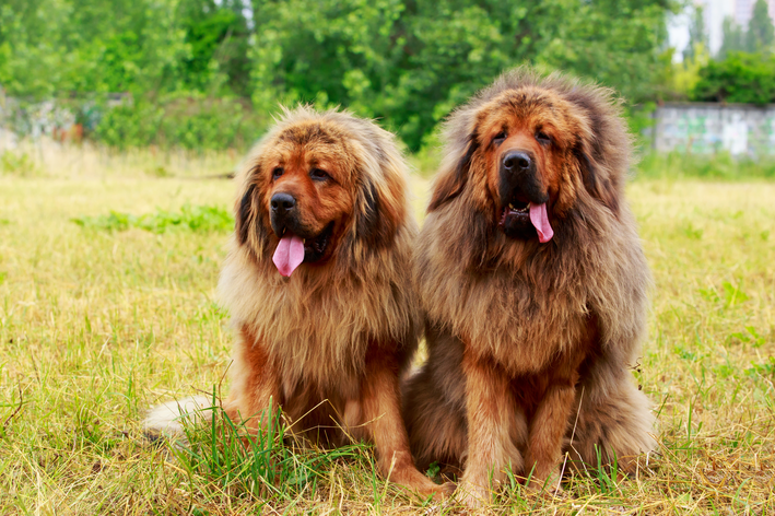 Conheça as maiores raças de cães do mundo