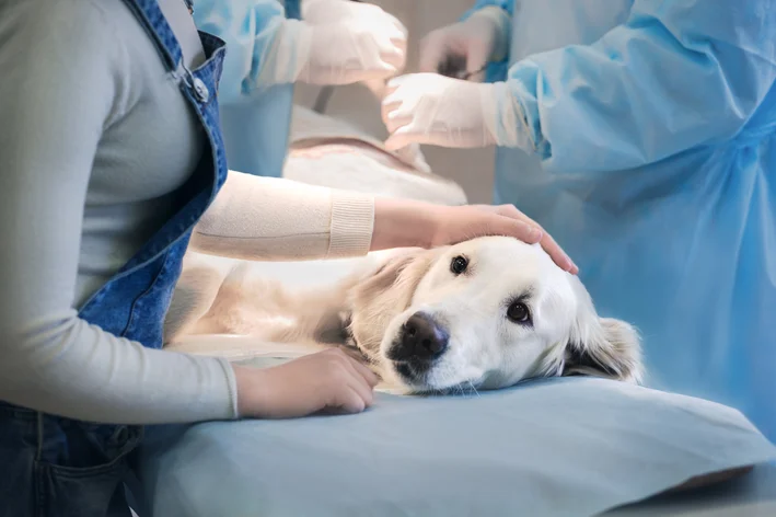 cachorro com lipoma deitado na mesa de cirurgia