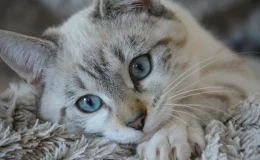 lipoma em gatos animal doente