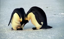 pinguins são animais que botam ovos