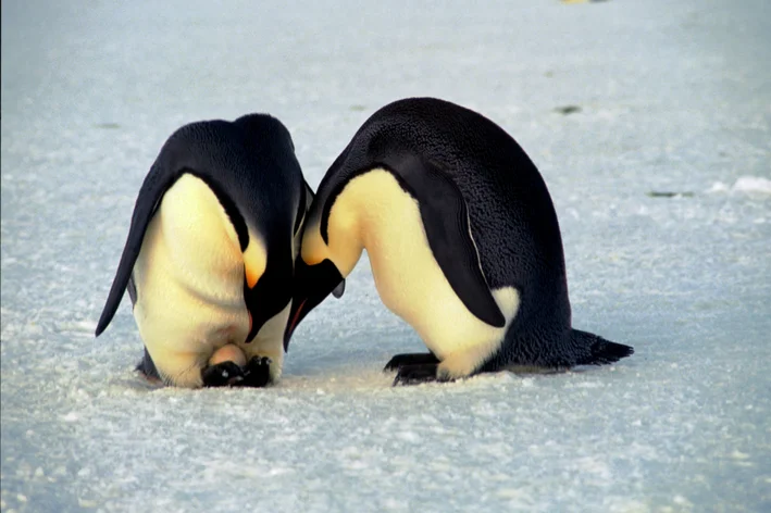 pinguins são animais que botam ovos 
