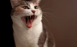 sintomas de raiva em gatos