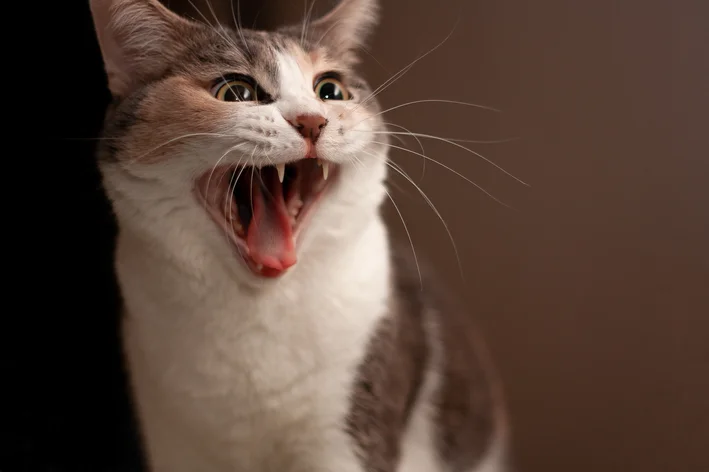sintomas de raiva em gatos
