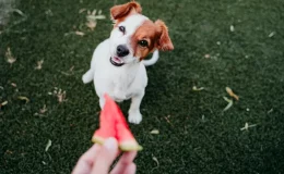 cachorro pode comer melancia