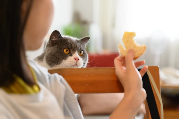 gatos podem comer pão