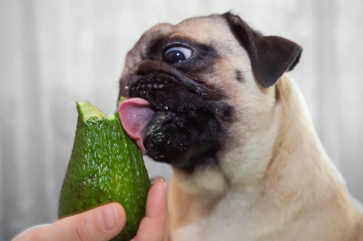 cachorro comendo abacate