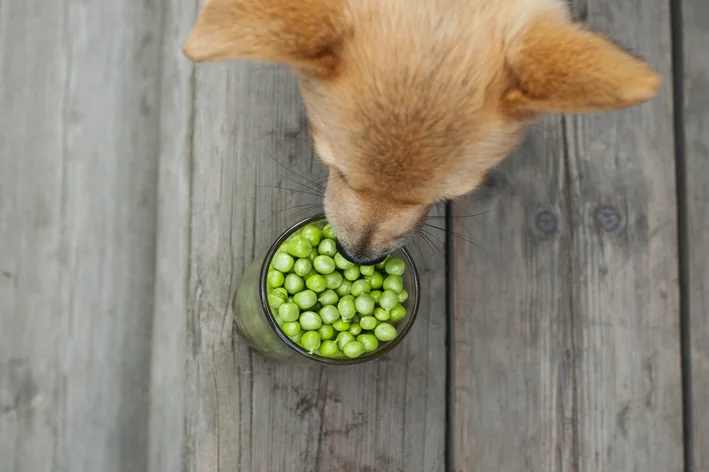 cachorro comendo ervilha no potinho