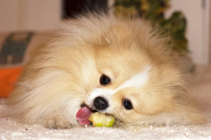 cachorro comendo um pedaço de pera