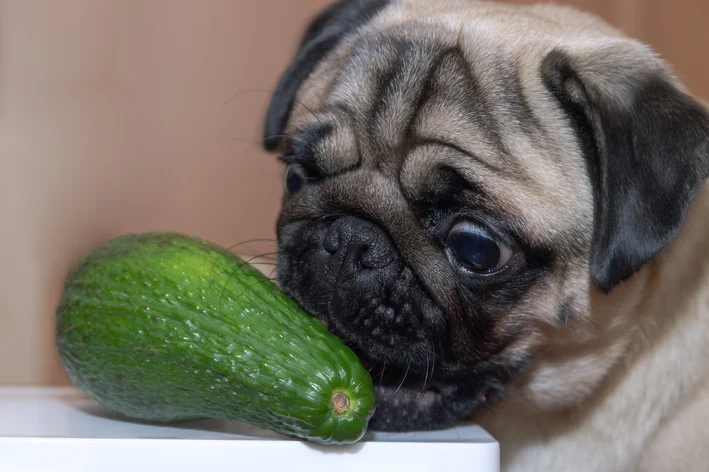 cachorro olhando para um abacate