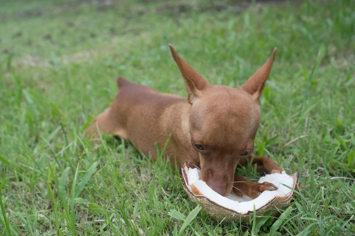 cachorro comendo pedaço de coco