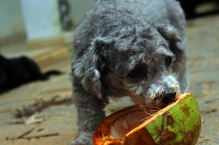 cachorro comendo coco verde