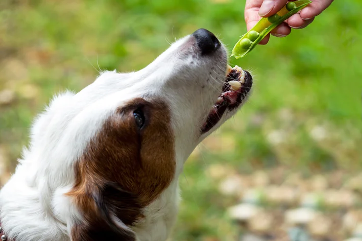 cachorro comendo ervilha