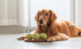 cachorro com uma fruteia cheira de pera