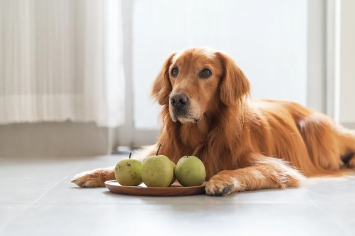 cachorro com uma fruteia cheira de pera