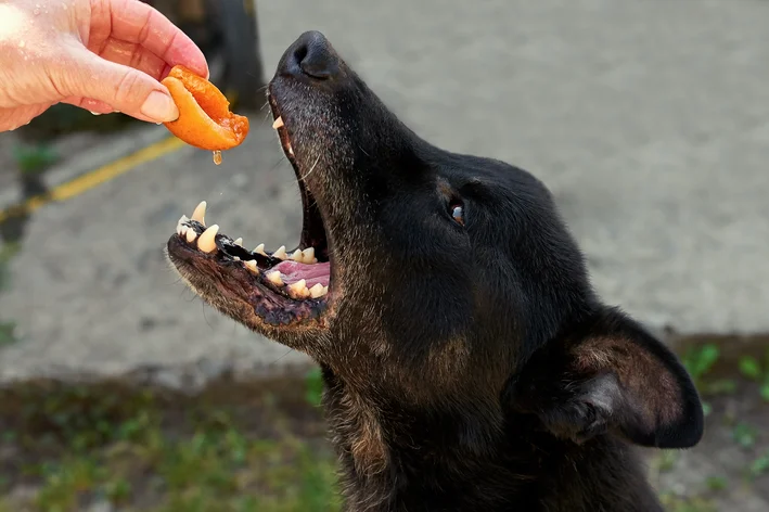 cachorro comendo pêssego em calda