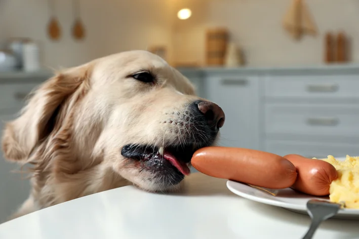 Cachorro tentando comer salsicha