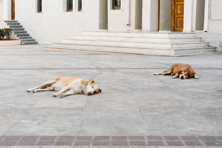 dia dos animais cachorros deitados na rua