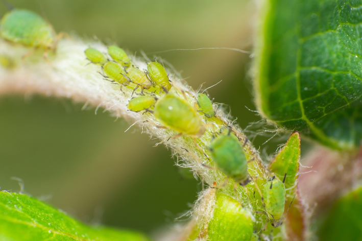 5 dicas de como acabar com pulgões nas plantas | Blog da Cobasi