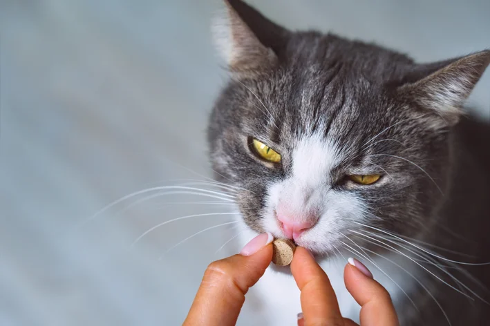 mulher dando comprimidos para um gato
