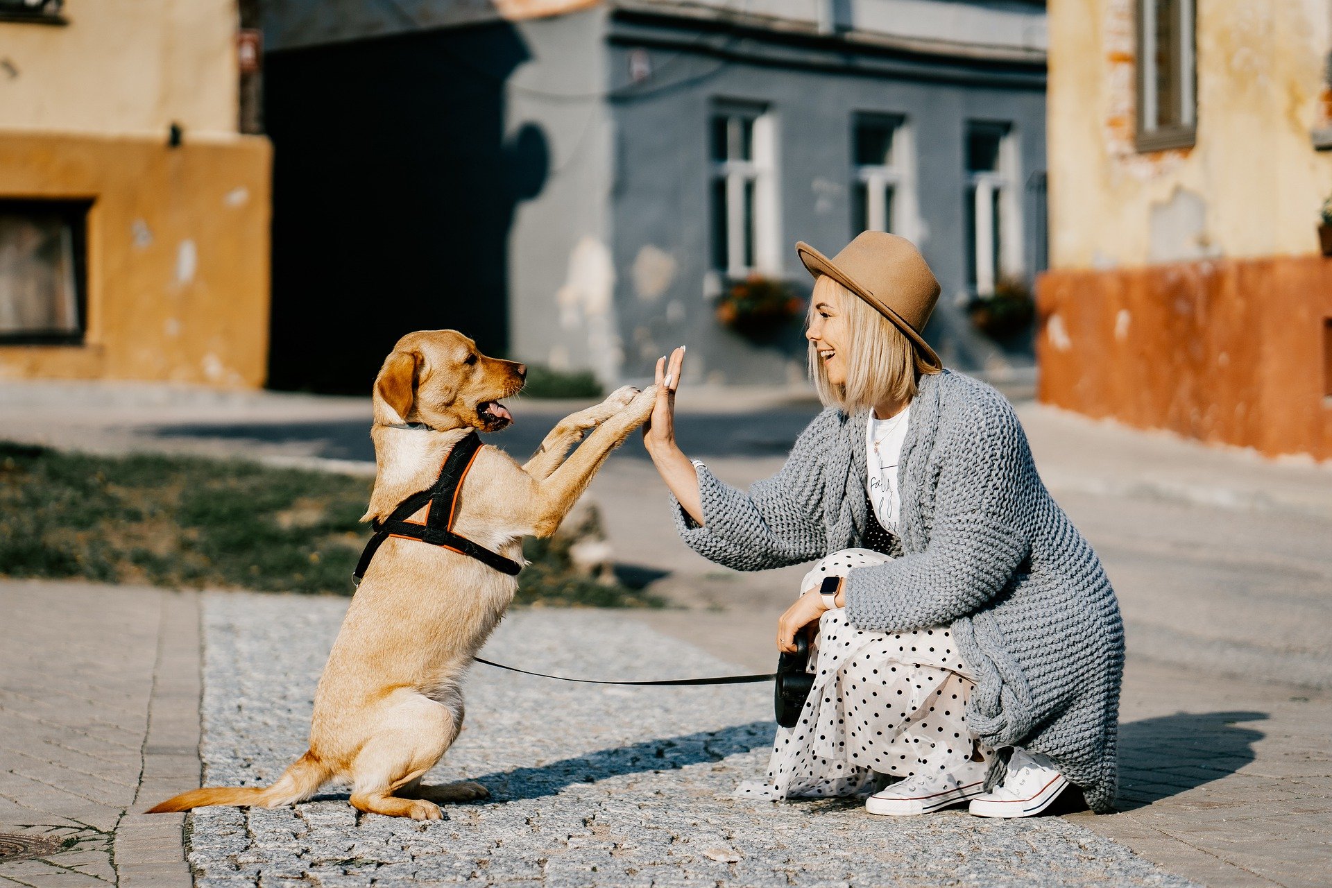 Como adotar um cachorro em Nova York - nossa experiência! – Blog