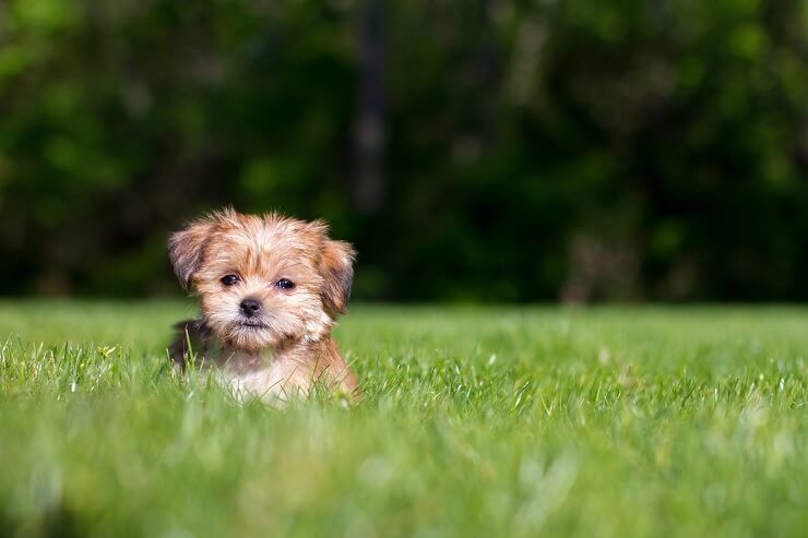 Shih Tzu vs Yorkshire Terrier: Which is Better? 