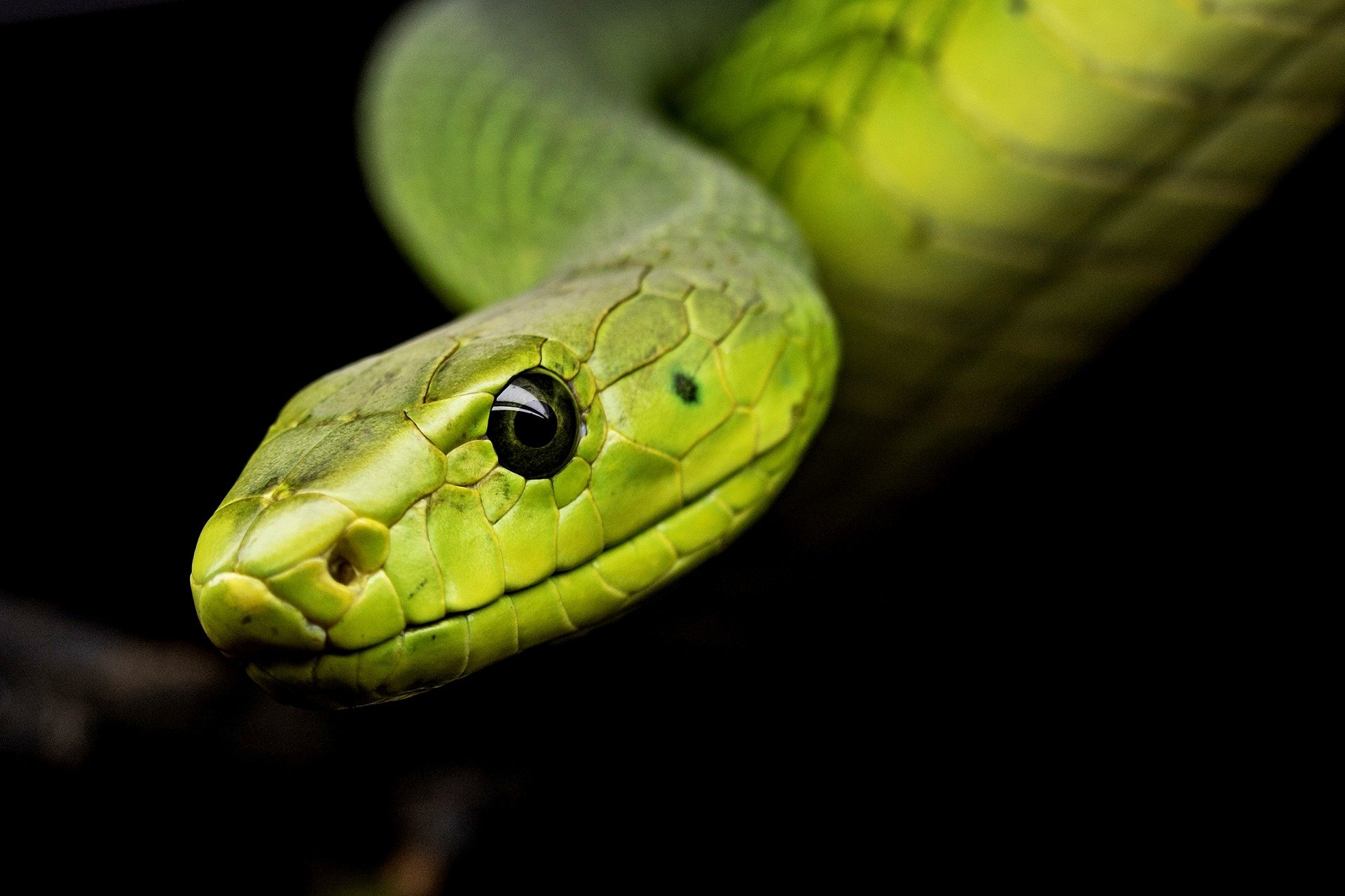 De espécies a alimentação: descubra 10 fatos curiosos sobre as cobras