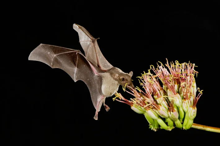 morcego-de-nariz-comprido