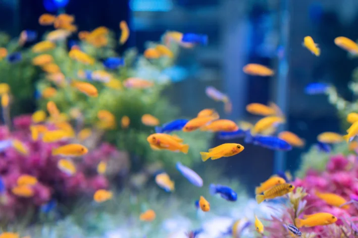 peixes em um aquário de água doce