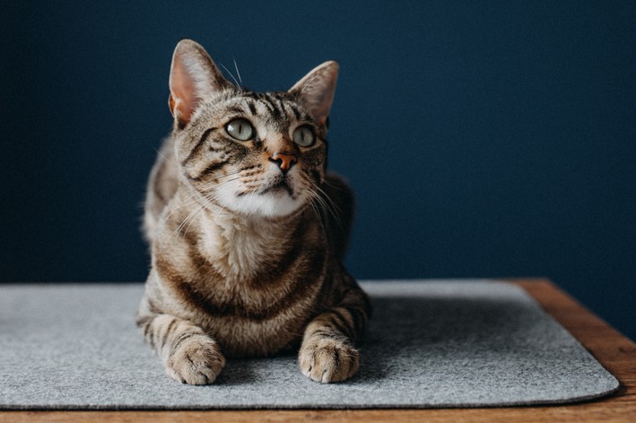 Como tirar cheiro de xixi de gato de casa | Blog da Cobasi