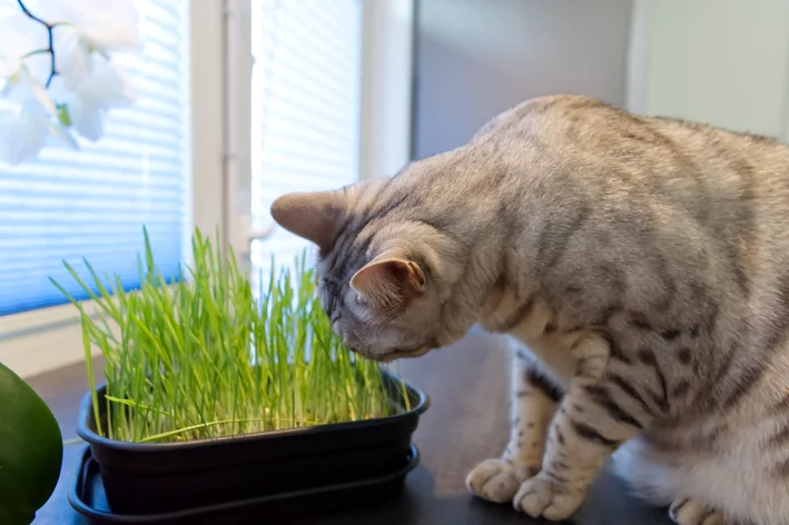 grama de pipoca para gato perto da janela