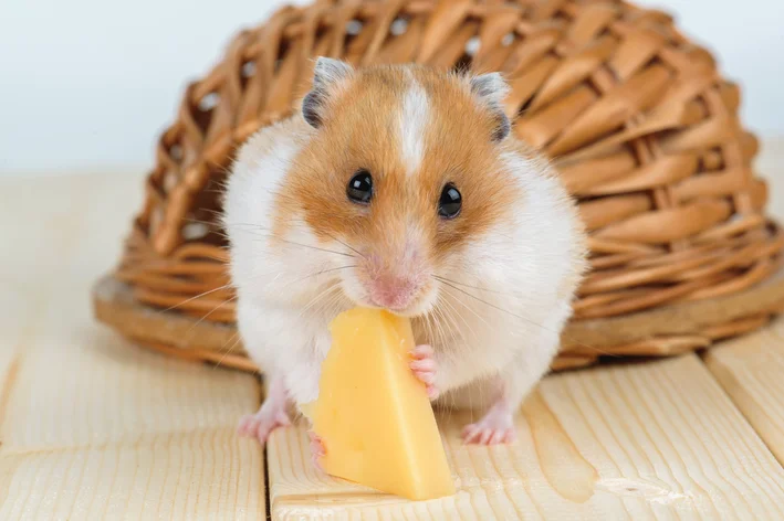 hamster comendo um pedaço de queijo