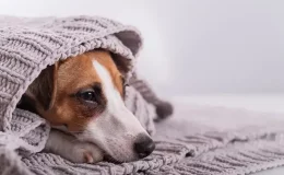 leptospirose em cachorro com febre