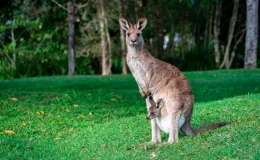 marsupiais canguru com filhote