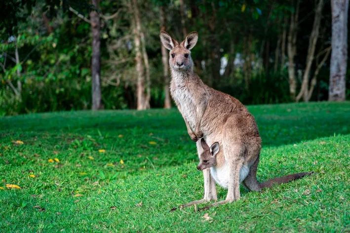 marsupiais canguru com filhote