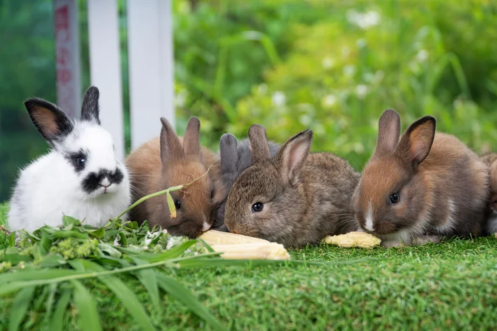 coelhos comendo na grama