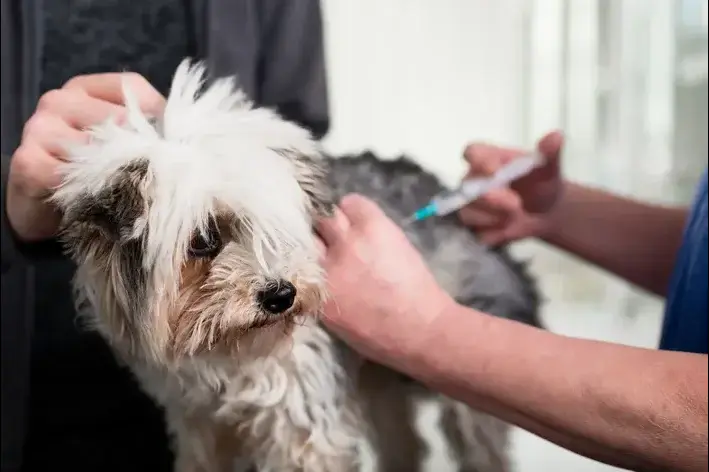 A vacinação contra leptospirose em cachorro