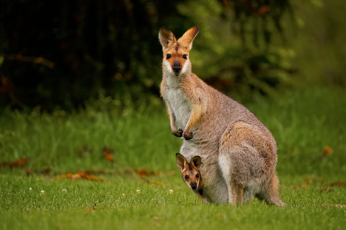 marsupial Wallaby com filhote no marsúpio