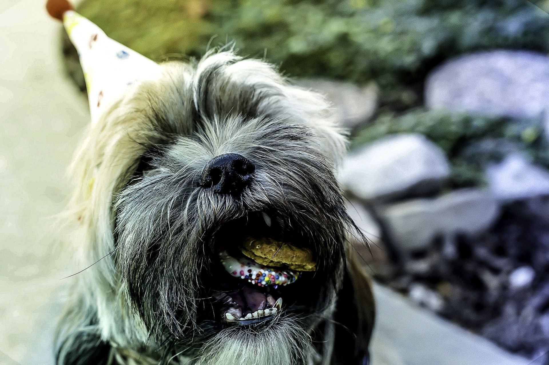 3 receitas de bolo de aniversário para cachorro