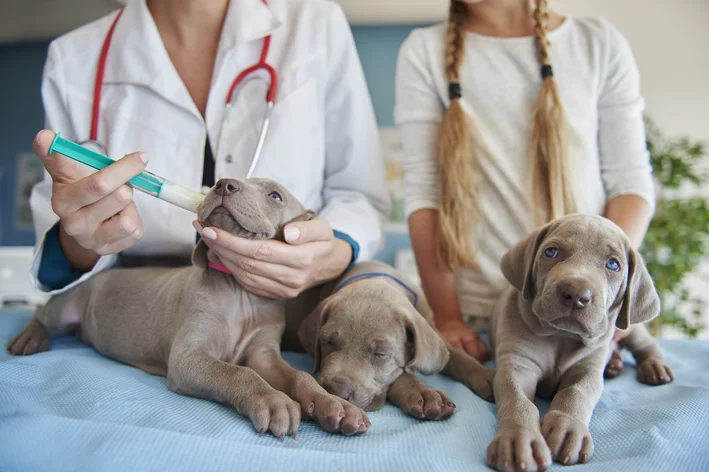 medica dando remédio para cachorro