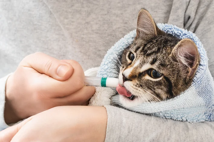 tutora dando dipirona para gato