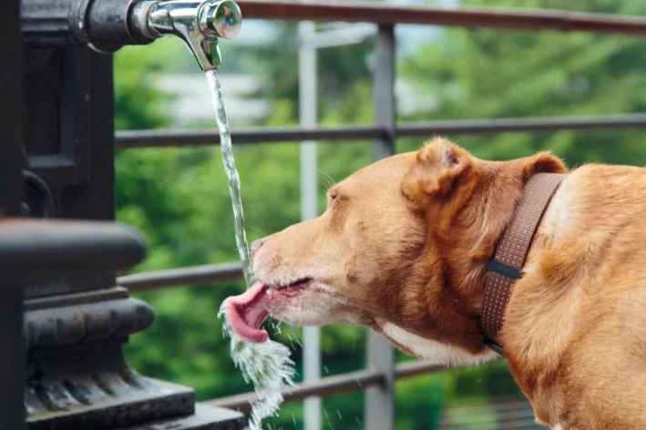 cachorro tomando muita agua