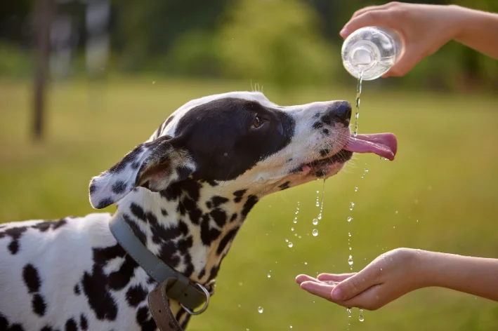 cachorro beber muita agua
