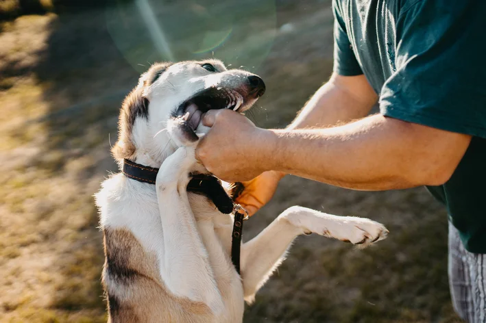 cachorro mordendo mão do tutor