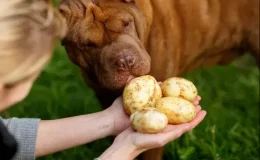 cachorro pode comer batata