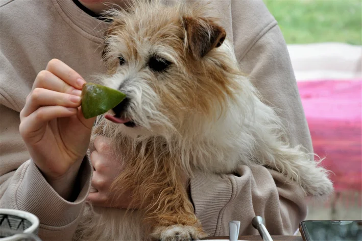 cachorro comendo pedaço de manga