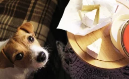 cachorro olhando para uma fatia de queijo