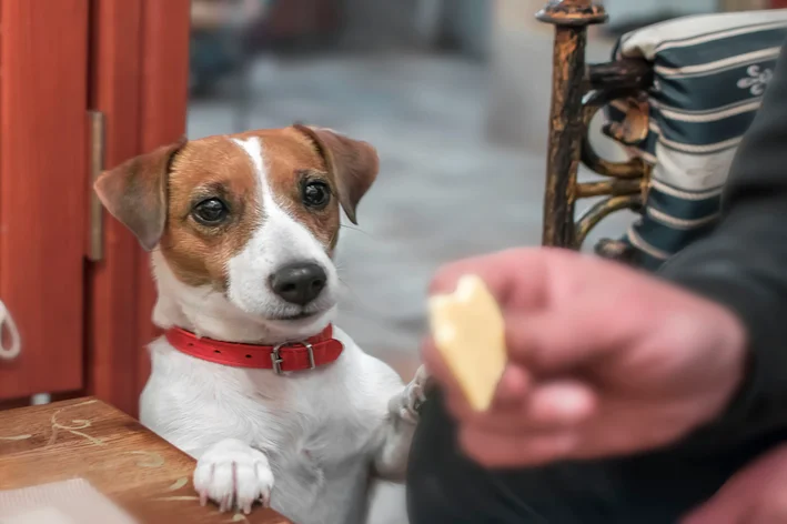 cachorro pode comer queijo com o tutor