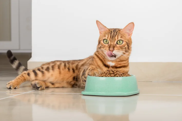 gato pode comer ração