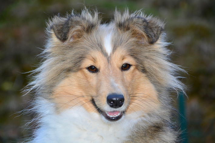 imagem de cadela da raça Pastor de Shetland